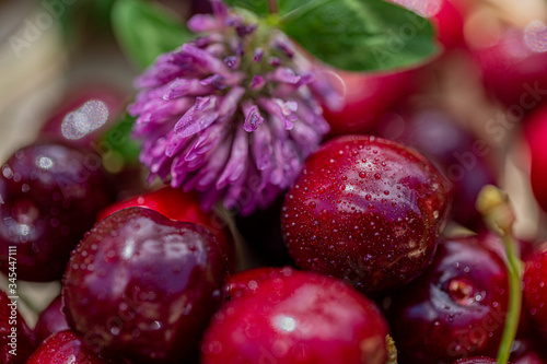 Fototapeta Naklejka Na Ścianę i Meble -  Macro of sweet cherry and clover flower. Red fruits with drops of morning. Blurred natural background with bokeh. Shallow depth of field. Toned image. Copy space. Art photography.
