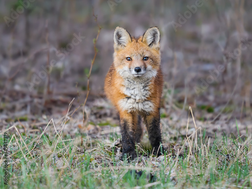 American Red Fox Kit Standing  on the Grass, Portrait © FotoRequest
