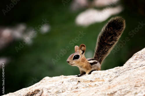 Chipmunk squirrel sitting on a rock
