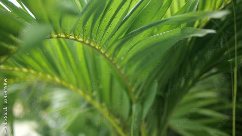 Palm leaves or palm tree in dolly shot. Video 4k Slow motion Palm leaves or palm tree in dolly shot. Video 4k Slow motion