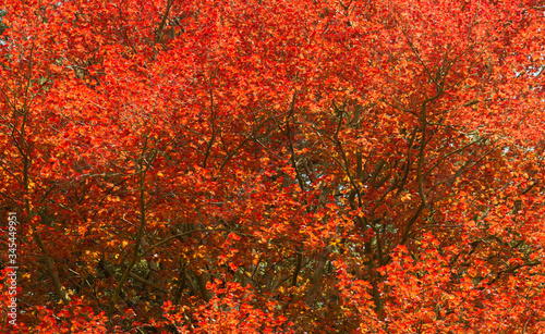 red Autumn leaves background