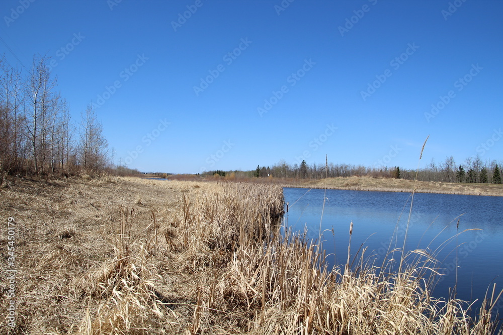 On The Edge Of The Wetland, Pylypow Wetlands, Edmonton, Alberta On The Edge Of The Wetland, Pylypow Wetlands, Edmonton, Alberta