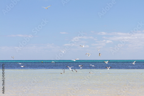 seagulls on the beach