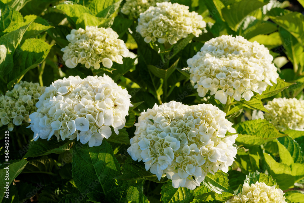 White hydrangea flowers in garden White hydrangea flowers in garden