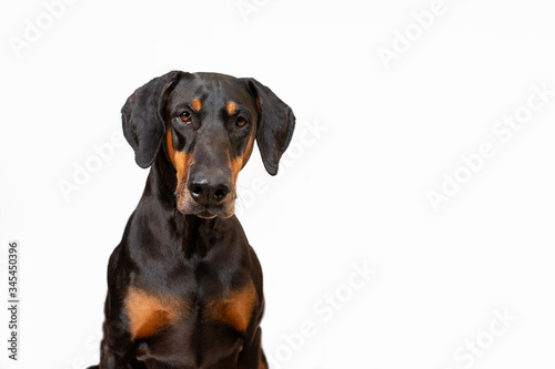 Black and tan Doberman dog with natural ears, sitting looking straight at camera. Isolated against a white background with copy space.