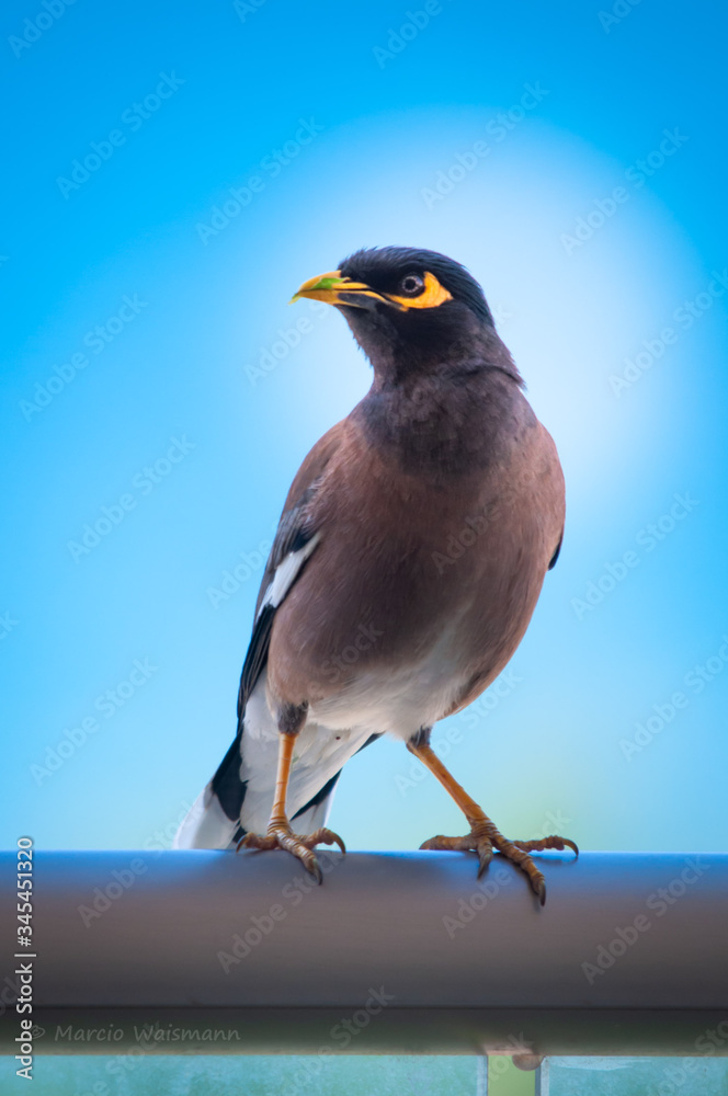 Φωτογραφία Bird  Common Myna - Acridotheres tristis or Indian myna , sometimes spelled mynah,member of the family Sturnidae (starlings and mynas) native to Asia, invasive in Australia