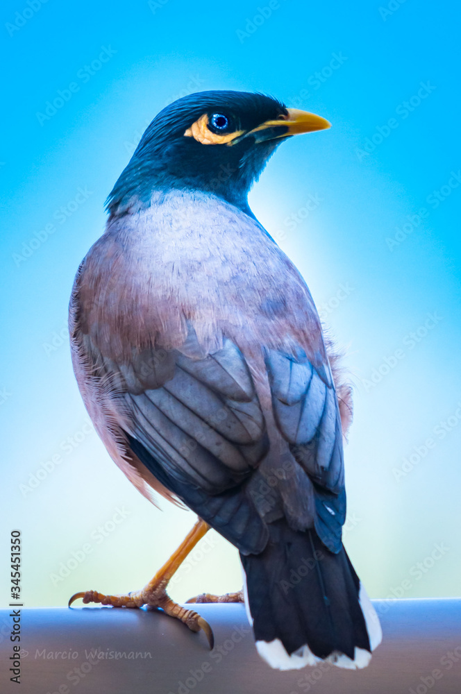 Φωτογραφία Bird  Common Myna - Acridotheres tristis or Indian myna , sometimes spelled mynah,member of the family Sturnidae (starlings and mynas) native to Asia, invasive in Australia