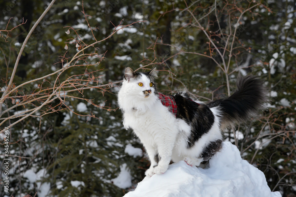 Elegant pet cat on a leash with a vest on in the winter snow. White & black cat with bright orange, intense eyes curious & exploring. Elegant pet cat on a leash with a vest on in the winter snow. White & black cat with bright orange, intense eyes curious & exploring.