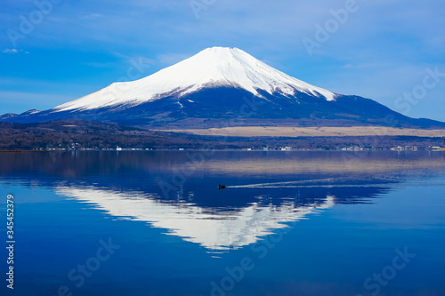 オオバンの泳ぐ山中湖畔の木道から富士山（逆さ富士）