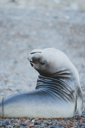 Elephant Seal, Seal, cute, Animal, Wildlife, Mirounga Leonina, Patagonia, Mammal, love, grey