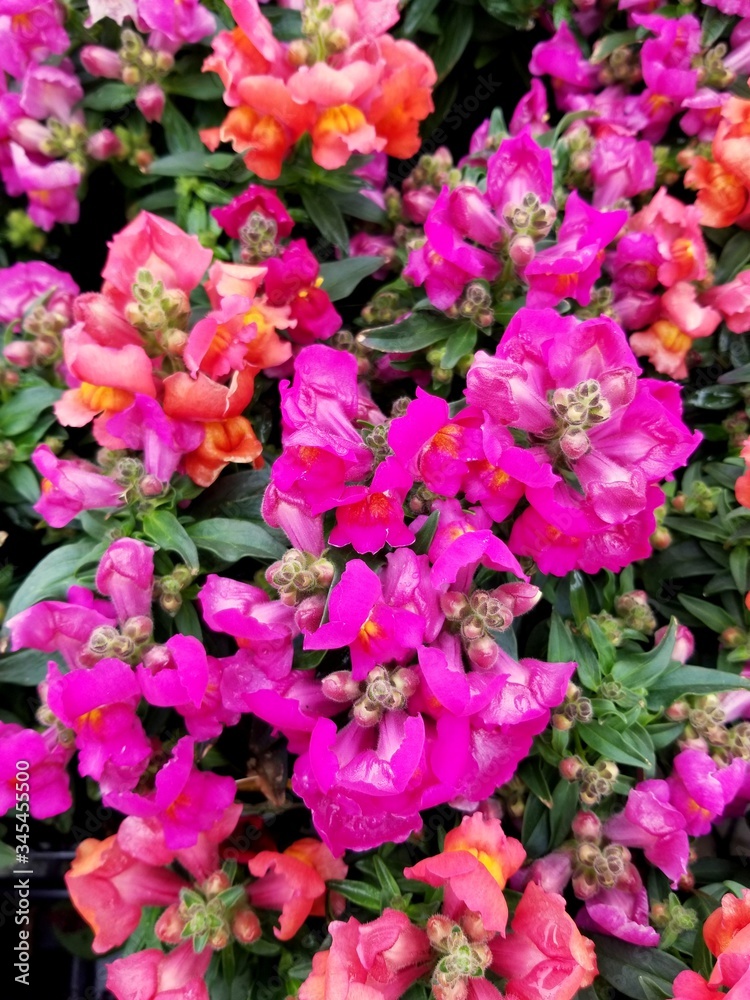 Variety colors of Snapdragon, an upright annual flower