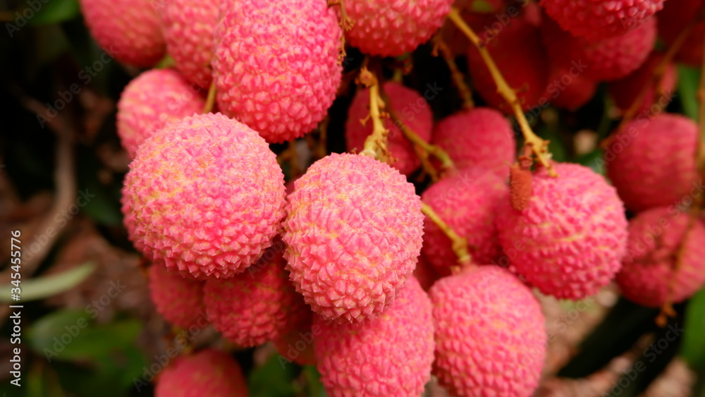 Lychee Lychee