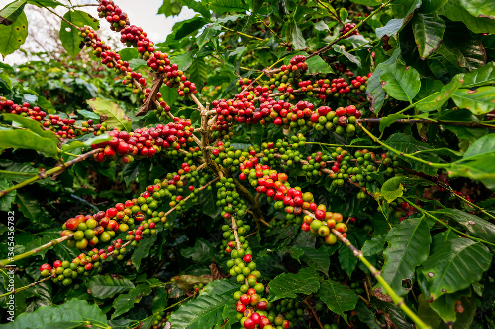 Coffee tree with fresh arabica coffee bean in coffee plantation on the mountain at Ban Pang Khon the northern of Chiang Rai, Thailand. Coffee tree with fresh arabica coffee bean in coffee plantation on the mountain at Ban Pang Khon the northern of Chiang Rai, Thailand.