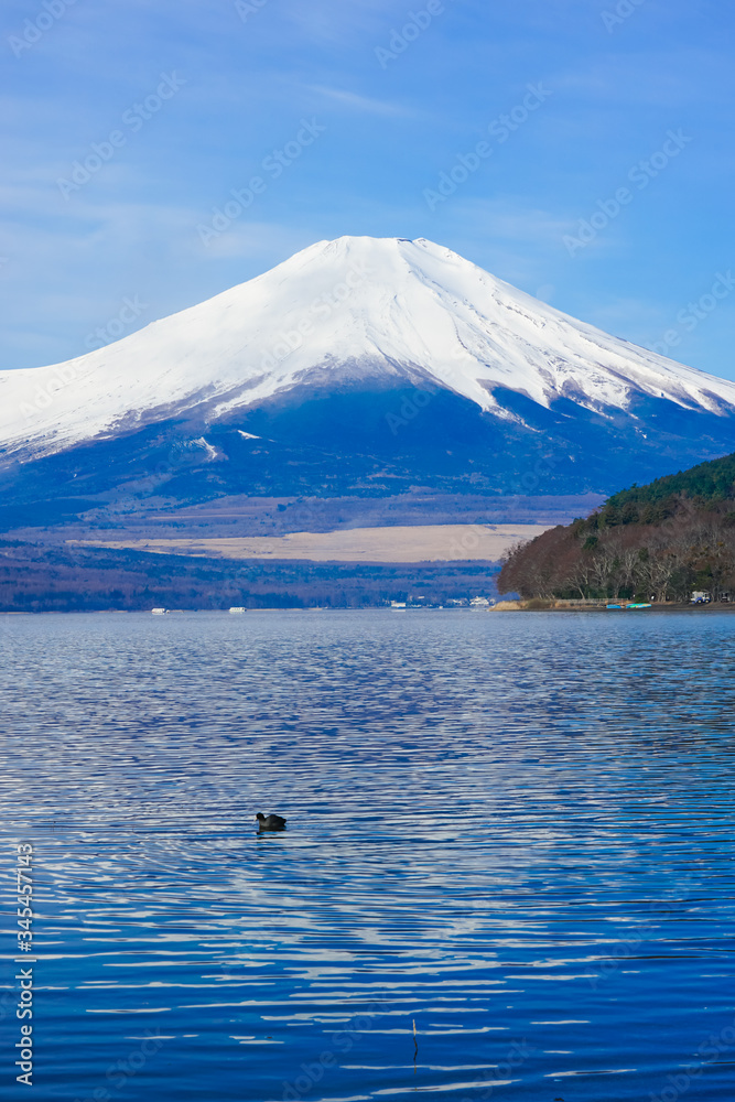 オオバンの泳ぐ山中湖畔から富士山