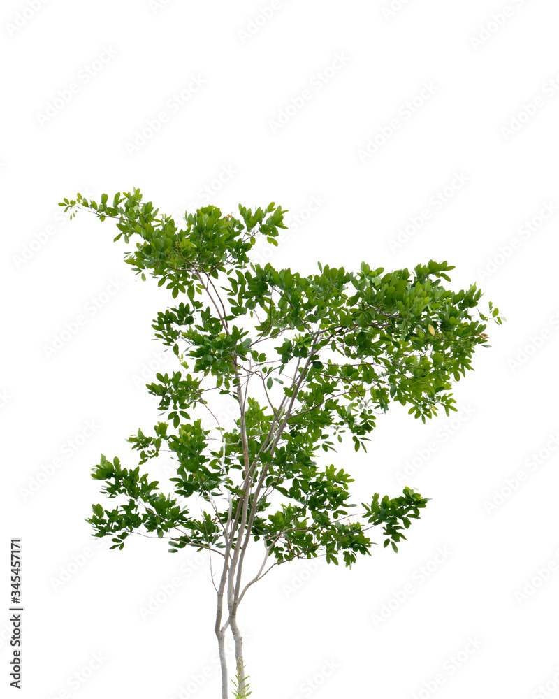 Green tree branch isolated on white background Green tree branch isolated on white background