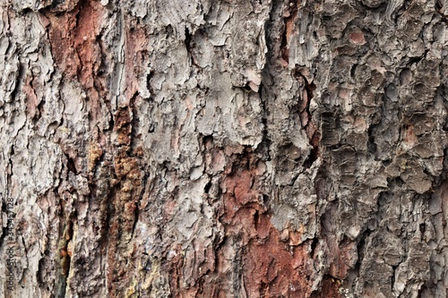 The texture of the bark of the tree is gray-brown.