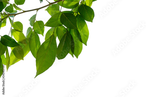 Green tree branch isolated on white background