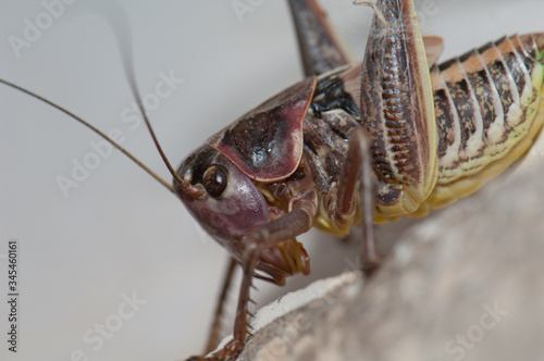 Early stage of development of a southern wartbiter (Decticus albifrons). Cruz de Pajonales. Integral Natural Reserve of Inagua. Tejeda. Gran Canaria. Canary Islands. Spain. photo