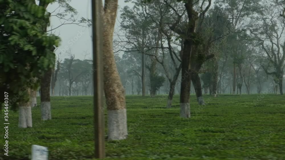 A glimpse of green tea garden passing by with the movement of camera. Indian landscape. A glimpse of green tea garden passing by with the movement of camera. Indian landscape.