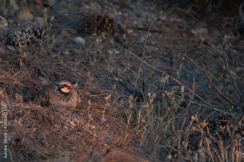 Obraz premium Red-legged partridge Alectoris rufa resting. Cruz de Pajonales. Integral Natural Reserve of Inagua. Tejeda. Gran Canaria. Canary Islands. Spain.