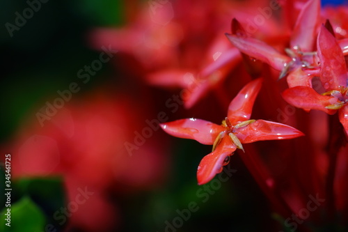 tiny red flower , macro flower with dewdrop for background
