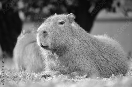 Uma capivara, um grande roedor descansa em uma reserva ecológica.