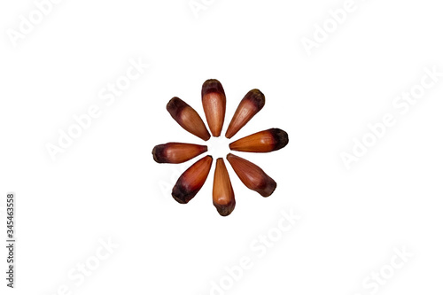 brazilian pinion on white background