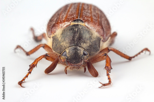 closeup insect cockchafer on a white background. Insects and Zoology
