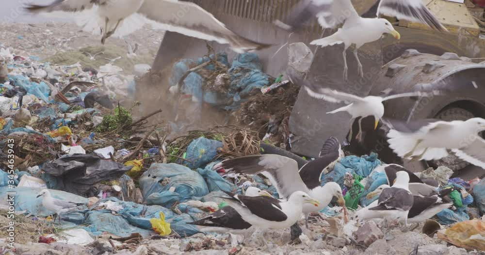 Vehicles clearing rubbish piled on a landfill full of trash 