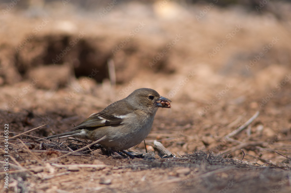 Obraz premium Female common chaffinch Fringilla coelebs canariensis collecting seeds. Tamadaba Natural Park. Gran Canaria. Canary Islands. Spain.
