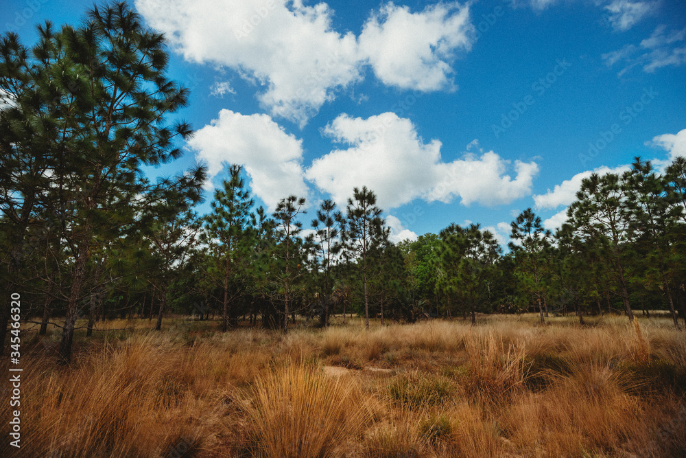 landscape with trees and clouds in Flat Island Preserve in Central Florida
