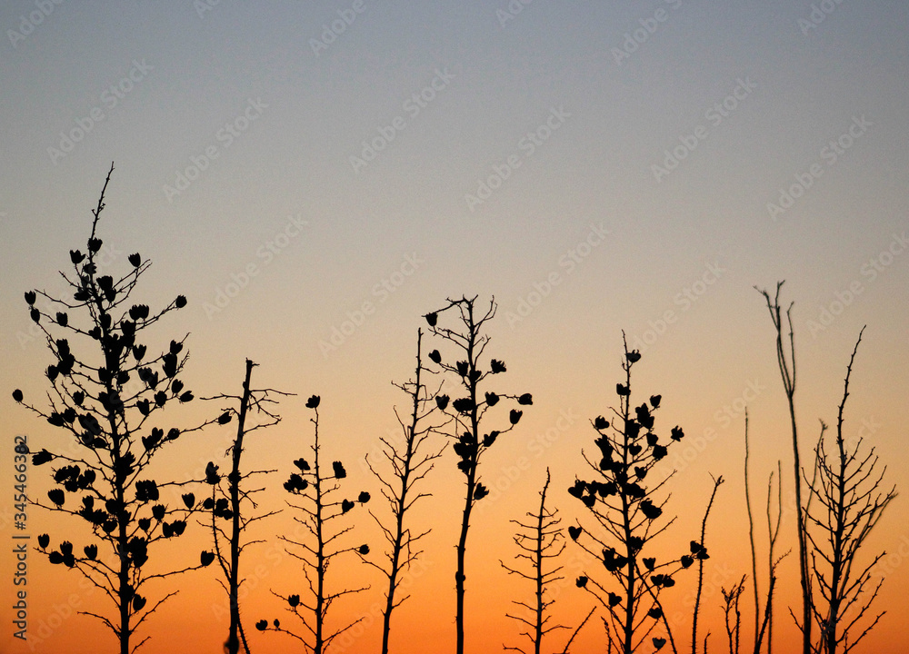 Obraz premium Arizona Sunset Silhouette