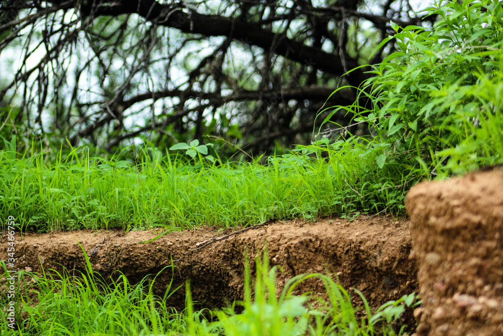 green grass in Arizona