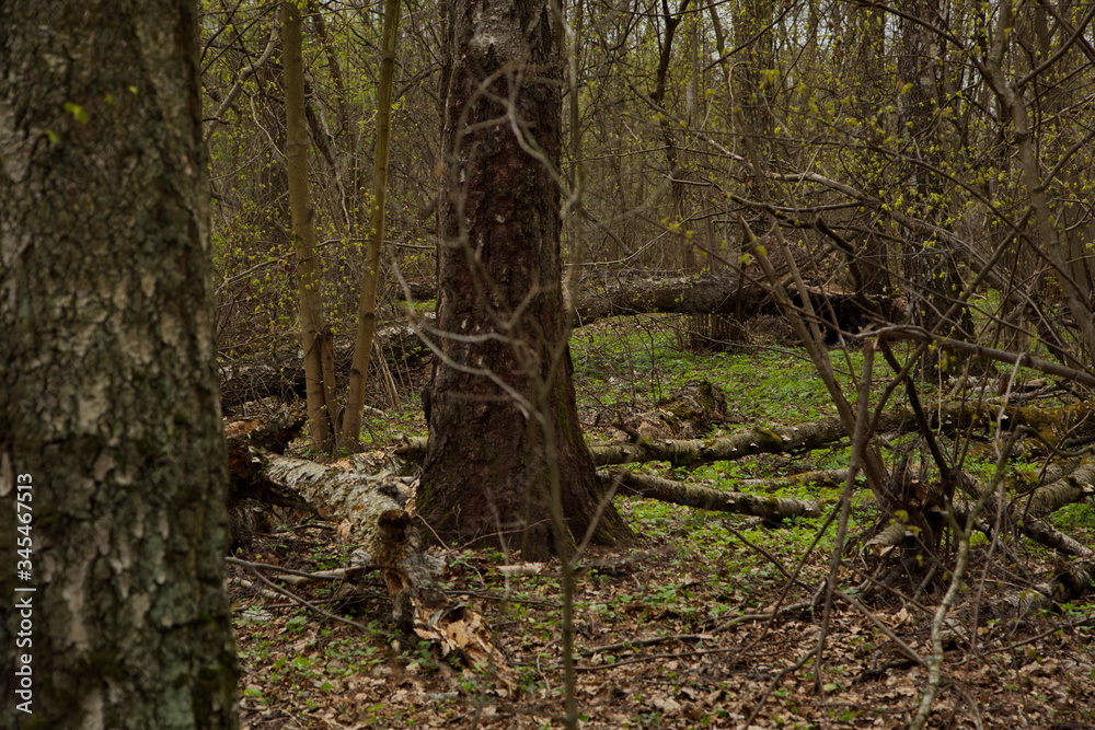 Spring young green forest. Russia. Spring young green forest. Russia.