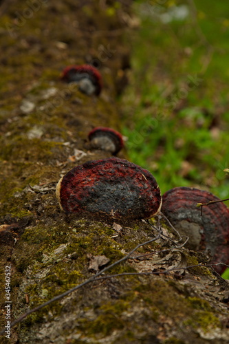Chaga (tree mushroom) on a fallen birch trunk.