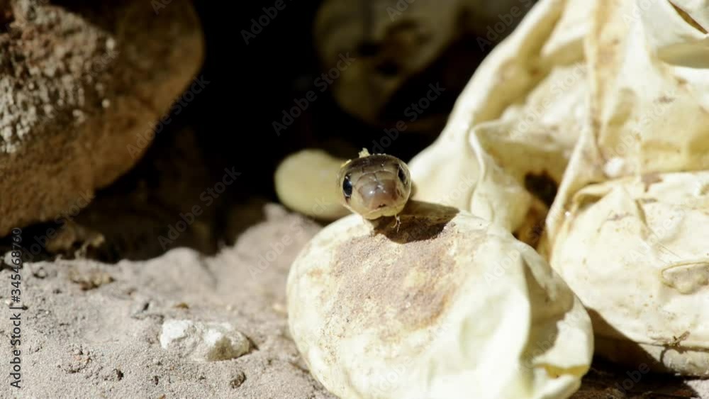 A Cape cobra, just hatched slithers away behind oval snake eggs, close up A Cape cobra, just hatched slithers away behind oval snake eggs, close up
