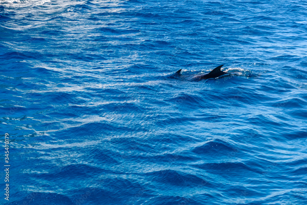 Obraz premium Dolphins in Red sea not far from the Hurghada city, Egypt