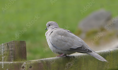 Collared Dove on fence in UK © peter