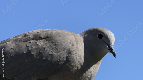 Collared Dove with blue sky background in UK