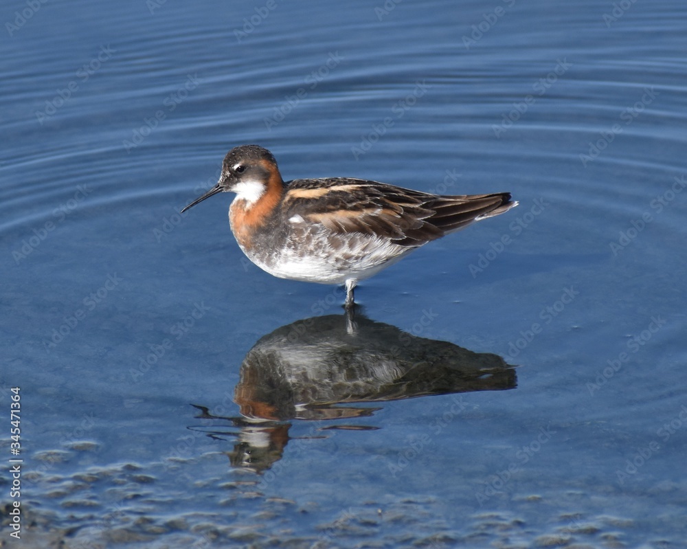 A red-necked phalarope (Phalaropus lobatus) in breeding plumage stands at the edge of a shallow salt pond, at Moss Landing Wildlife Area in California. A red-necked phalarope (Phalaropus lobatus) in breeding plumage stands at the edge of a shallow salt pond, at Moss Landing Wildlife Area in California.