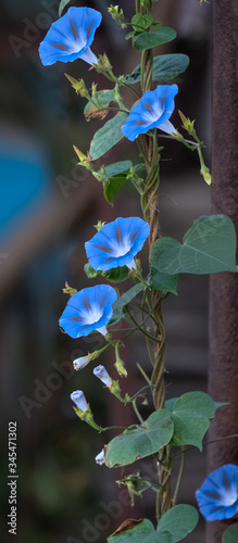 Blue flowers of ipomoea and green leaves against blurred background. Climbing flowers. photo