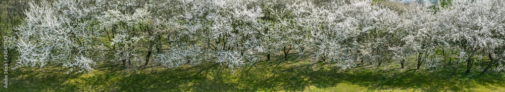 wide aerial panorama of cherry trees in full bloom. fruit orchard in the early spring. wide aerial panorama of cherry trees in full bloom. fruit orchard in the early spring.