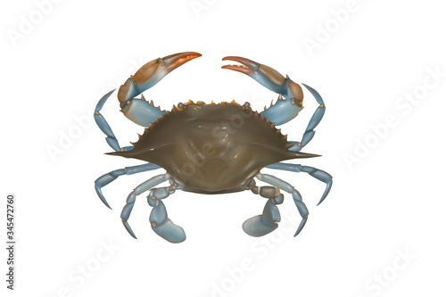crab isolated on white background  Illustration using clipping path