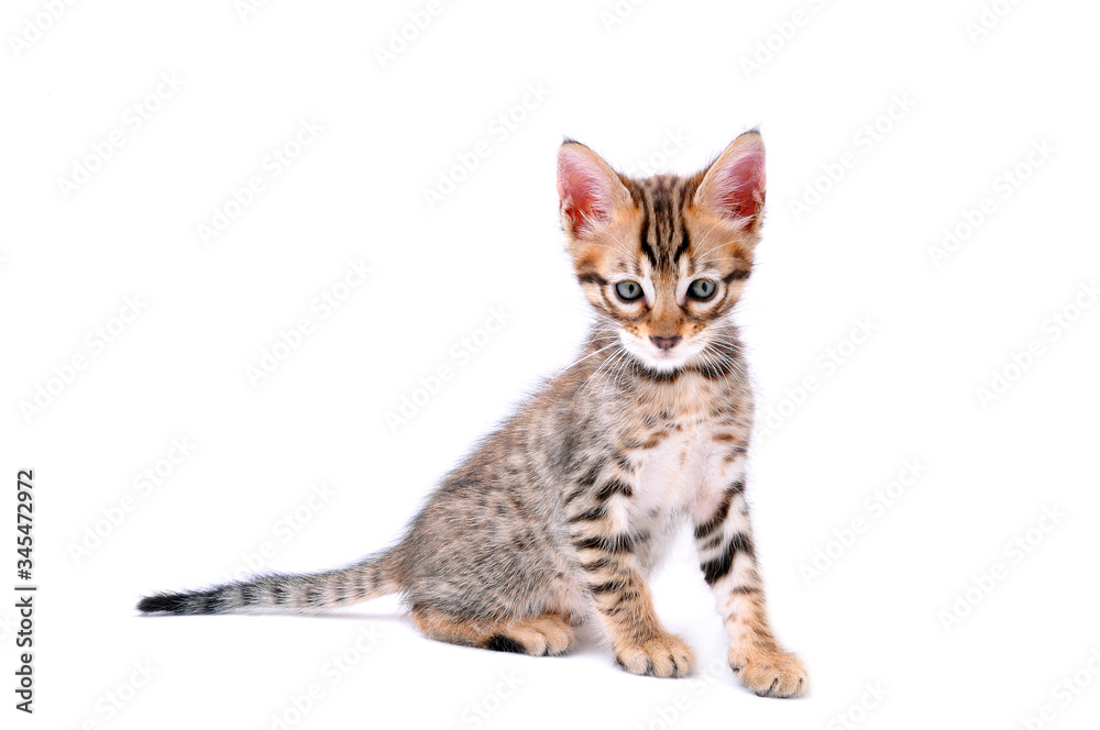 Obraz premium Baby Savannah Cat