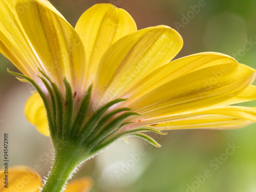 View from under a brilliant yellow bicolor close up of a daisy type flower  Oseoperumum ecklonis  illuminated by sunlight.