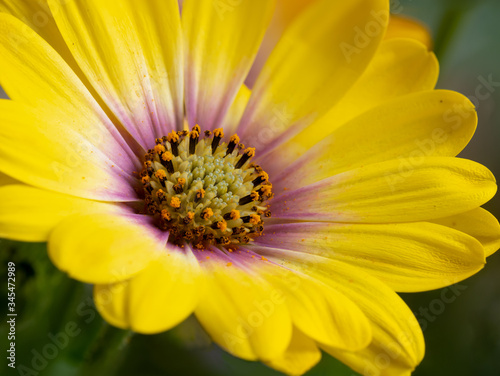 Brilliant yellow bicolor close up of a daisy type flower  Oseoperumum ecklonis  showing flower anatomy.