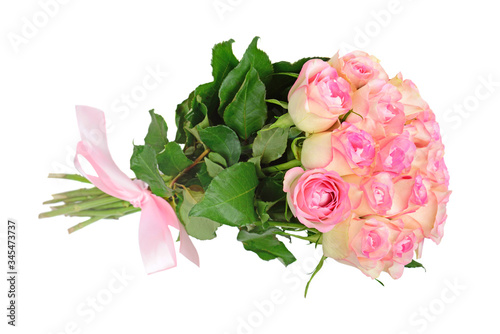 Pink roses on white background