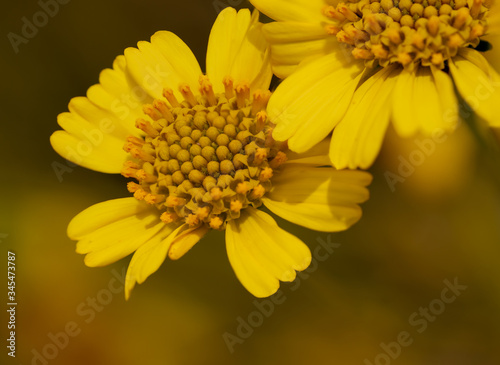 Bright yellow close up of brittlebush (Encelia farinosa) sunflower wildflower. photo