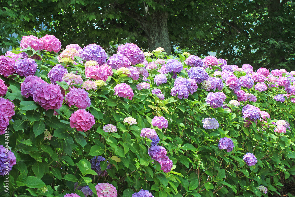 あじさい　上野公園