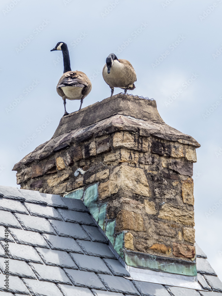 Couple of Canadian geese sit on the house chimney Couple of Canadian geese sit on the house chimney